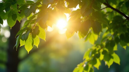 Obraz premium Tree branches with vibrant green leaves glowing in sunlight, peaceful and serene nature scene with bright natural light and lush foliage.