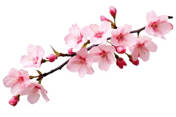 Blossom flower branch plant.