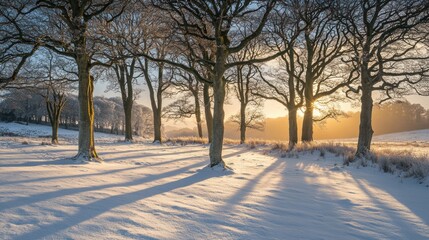 Snowy sunrise landscape, winter trees, frosty field, long shadows, nature calendar