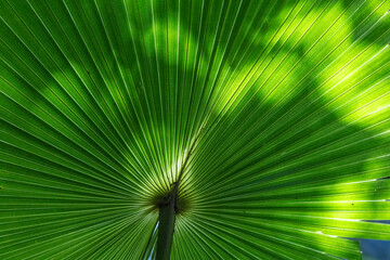 Fototapeta premium Australian Cabbage-tree Palm frond growing in east coast rainforest