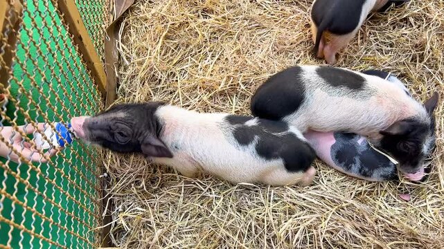 Mini Pigs Feeding in Enclosure