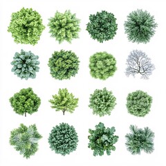 Sixteen different trees seen from above on white background showing various shapes and colors
