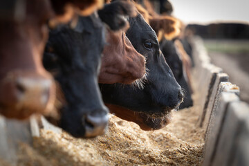 Aberdeen Angus Cattle Feeding in a Feedlot at Sunset