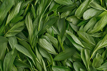 Fototapeta premium Fresh green grass blades densely growing on a healthy lawn, forming a vibrant, natural carpet under the warm sunlight.