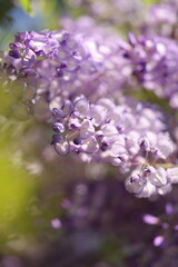 close up of wisteria