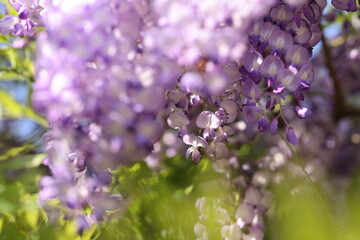 close up of wisteria