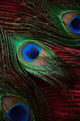 Fototapeta premium peacock feather background