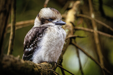 kookaburra