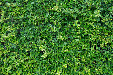 Green leaves pattern background, Natural background and wallpaper