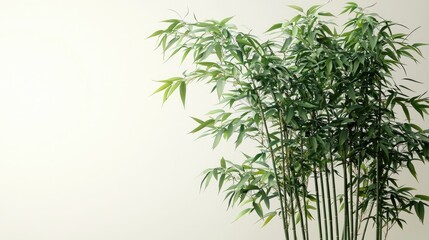 Obraz premium Lush green bamboo plant against a minimalist background, creating a serene indoor atmosphere