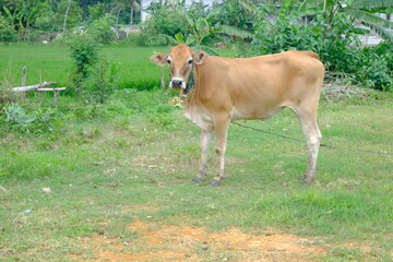Brown Cow Standing on Green Grass in Rural Farm Landscape