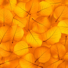 Obraz premium Autumn Leaf Background Illustration