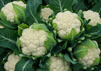 A close-up of fresh cauliflower heads with vibrant green leaves, beautifully displayed against a dark background, emphasizing freshness.