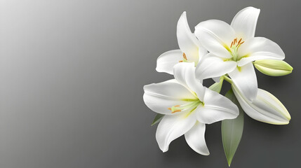 Fototapeta premium White lilies on gray background