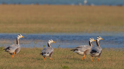 Obraz premium Migratory Birds at Koonthankulam Bird Sanctuary Tamil Nadu India