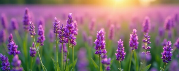 Fototapeta premium Medicago sativa field with purple flowers isolated, plant, flowers, agriculture