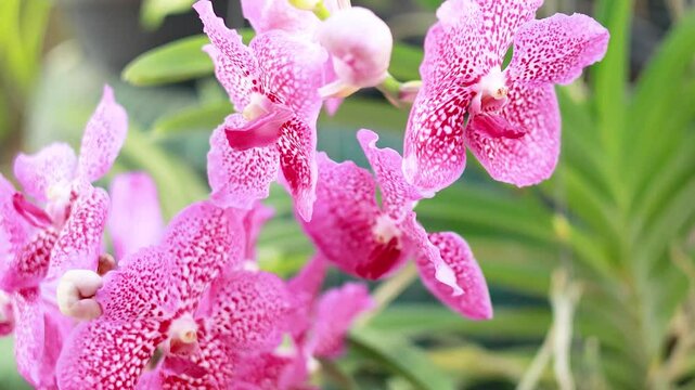 Vanda Orchids at Floating Market