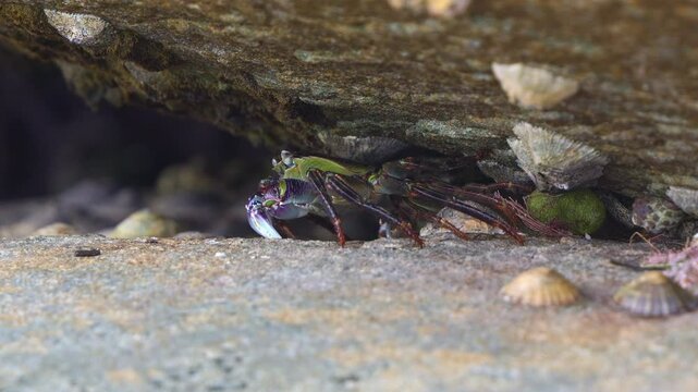Close up shot of a group of Purple rock crabs, (Leptograpsus variegatus) shelter between the coastal rocks, surrounded by limpets and barnacles in an intertidal ecosystem.