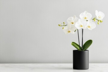 Elegant white orchid plant in black pot. Displayed on table against neutral background