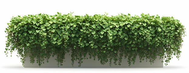 Fototapeta premium Lush green vine planter, isolated, white background, website design