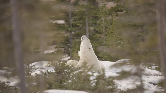 Polar bear in the Canadian Arctic walking along the Tundra waiting for the ice to freeze