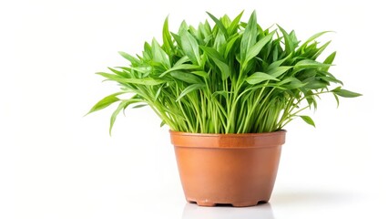 Obraz premium water spinach leaves isolated on white background, green leafy vegetable growing in a pot