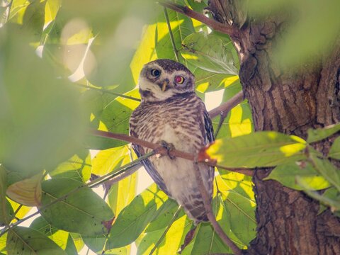 Spotted owlet | Rajshahi | Bangladesh
