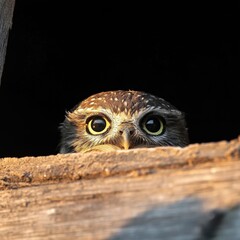 Obraz premium Little Owl Peeking