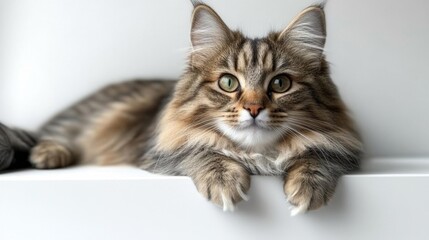 A Beautiful Fluffy Cat Lying Relaxed on a White Surface. Generative AI