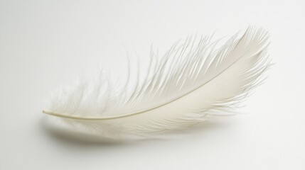 Obraz premium A white feather is laying on a white background