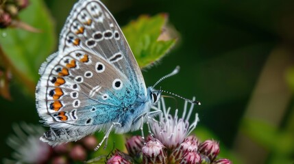 Obraz premium Beautiful insect butterfly sitting on the flower garden with nature blur background. AI generated