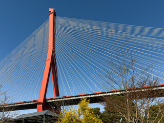 Fototapeta premium Iconic Yuangpu Bridge crossing Huangpu River in Shanghai, China, a double-tower and double-cable-stayed bridge and one of longest cable-stayed bridges in world.