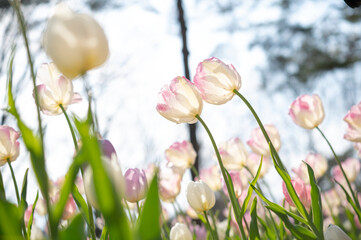 Fototapeta premium 縁がピンクのチューリップ2