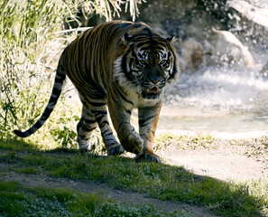 tiger in the zoo