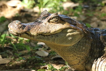 Caimán de anteojos