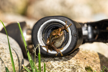 frog in a hose nozzle