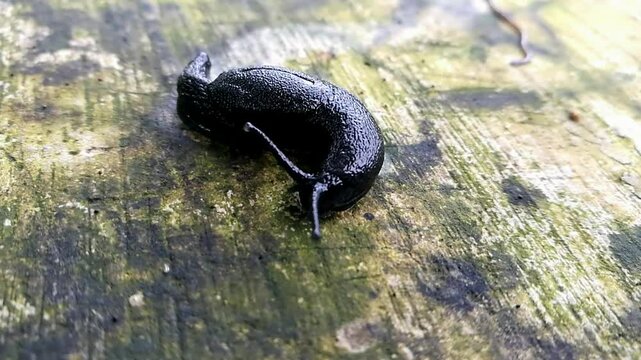 The black slug, Arion ater, also known as black arion