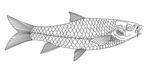 A detailed line drawing of the Mahanadi Mahseer (Tor mosal mahanadicus), a critically endangered fish native to India, showcasing its elongated body, prominent scales, and mouth for educational use.