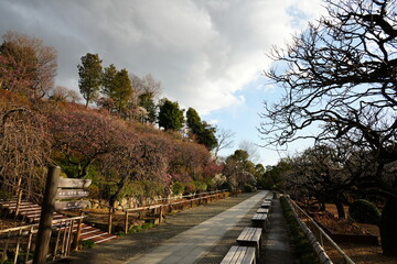 春を告げる梅の庭園