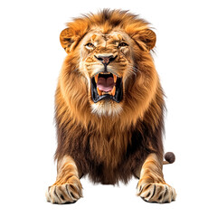 Fototapeta premium Lion roaring with mouth open isolated on transparent background