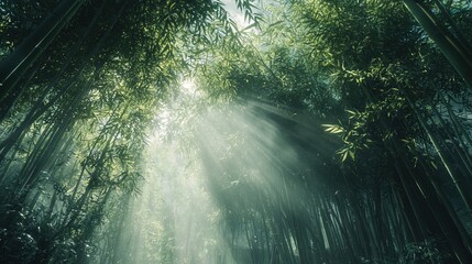 Obraz premium Serene bamboo forest with sunlight streaming through the canopy creating a peaceful atmosphere