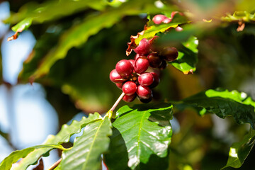 Close-up photo of red-colored coffee tree fruits growing