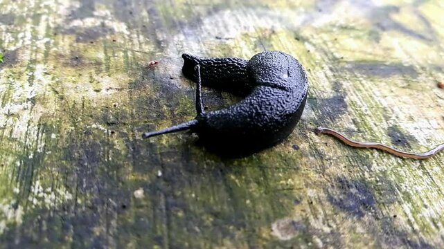The black slug and a Hammerhead worm.