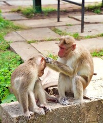 Two monkeys sit close together, one attentively grooming the other. The grooming monkey delicately parts the fur of the other, searching for parasites or dirt. 