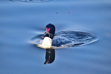 The common merganser or goosander swimming in lake water