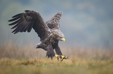 White tailed eagle ( Haliaeetus albicilla)
