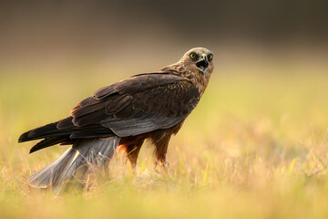Western Marsh harrier ( Circus aeruginosus )  - male