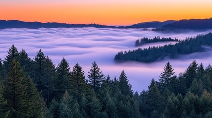 Misty Mountain Majesty: A breathtaking sunrise over a sea of clouds and evergreen forest