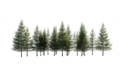 Fototapeta premium A row of evergreen trees showcasing various heights and lush foliage.