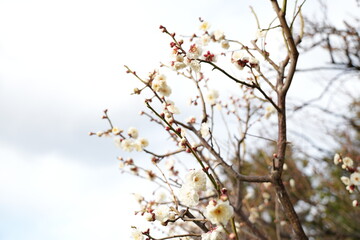 Obraz premium 春を告げる梅の庭園